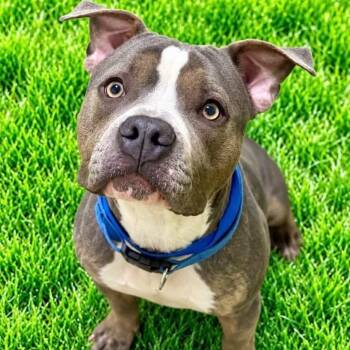 Neo -  Pit Bull Terrier Dog for Adoption in Battle Creek, Michigan - Neo | PetCurious