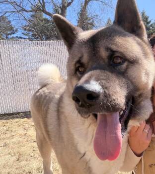 Akita Dogs Available for Adoption in Amery, Wisconsin - Mongo | PetCurious