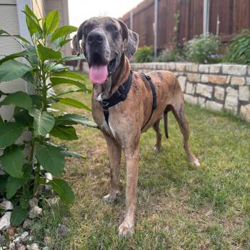 Alut -  Great Dane Dog for Adoption in Pflugerville, Texas - Alut | PetCurious