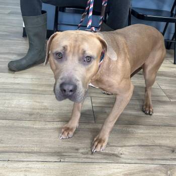 Mixed Breed Dogs Available for Adoption - Django | PetCurious