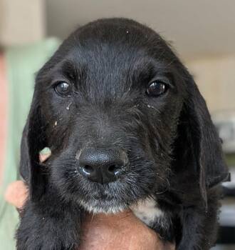 Irish Wolfhound and Bernese Mountain Dog Dogs Available for Adoption - Pumbles | PetCurious