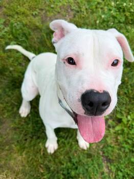 Maizee Tag 877 -  Pit Bull Terrier Dog for Adoption in Central Islip, New York - Maizee Tag 877 | PetCurious