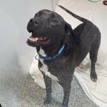 Malachite -  Labrador Retriever and Mixed Breed Dog for Adoption in Voorhees Township, New Jersey - Malachite | PetCurious