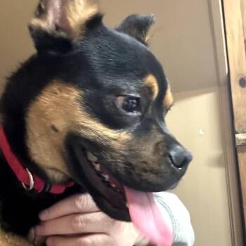 Boxer Dogs Available for Adoption - Monty | PetCurious