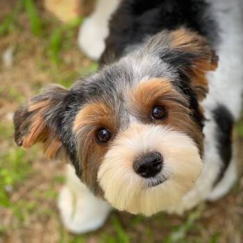 Rescue Yorkshire Terrier Dogs for Adoption in Huntsville, Alabama - Kali | PetCurious