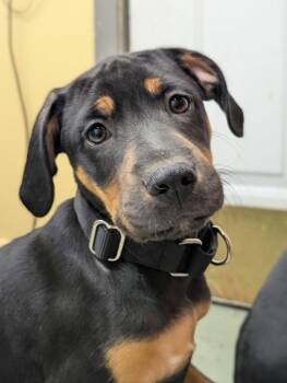 Puppy Cider -  Hound and Doberman Pinscher Dog for Adoption in Cuyahoga Falls, Ohio - Puppy Cider | PetCurious