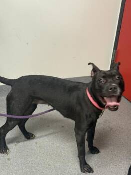 Queen -  Mixed Breed Dog for Adoption in West Chester, Pennsylvania - Queen | PetCurious
