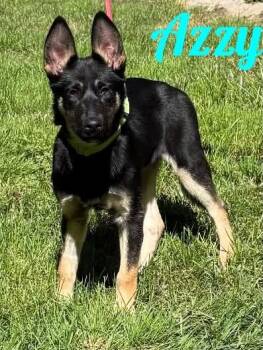 Azzy -  German Shepherd Dog and Husky Dog for Adoption in Westbury, New York - Azzy | PetCurious