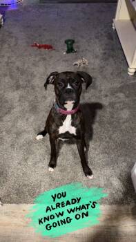 Blair *Foster Needed* -  Boxer Dog for Adoption in Woodbury, Minnesota - Blair *Foster Needed* | PetCurious