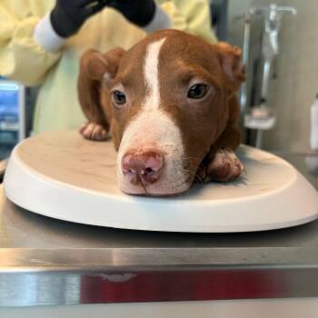 Mixed Breed Dogs Available for Adoption in Huntington, West Virginia - Donald | PetCurious