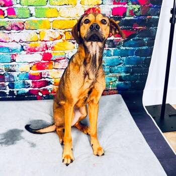 Gaia -  Plott Hound and Black Mouth Cur Dog for Adoption in Franklin, North Carolina - Gaia | PetCurious