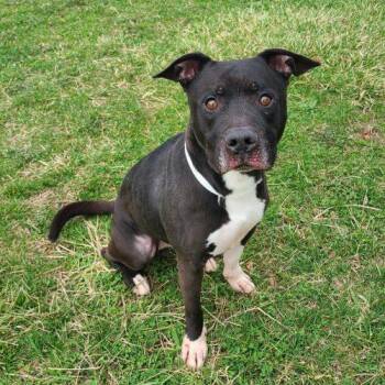 Pit Bull Terrier Dogs Available for Adoption in Elizabeth, Illinois - Saint | PetCurious