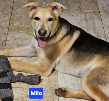 Rescue German Shepherd Dog Dogs for Adoption in Greeneville, Tennessee - Milo (6mo PUPPY) | PetCurious