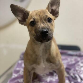 Roar -  Pit Bull Terrier and Mixed Breed Dog for Adoption in Riverside, California - Roar | PetCurious