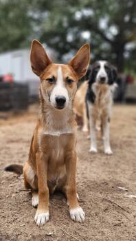 Rescue Australian Shepherd and Labrador Retriever Dogs for Adoption in Nokomis, Florida - Hammy | PetCurious