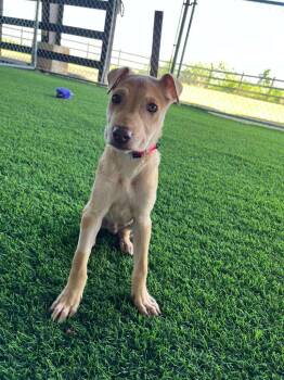 Mixed Breed Dogs Available for Adoption in New York, New York - Luke Skywalker | PetCurious