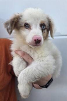 Braxton -  Australian Shepherd Dog for Adoption in Malvern, Pennsylvania - Braxton | PetCurious
