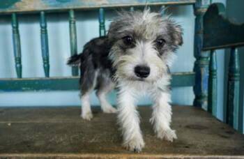 Schnauzer and Fox Terrier Dogs Available for Adoption in San Antonio, Texas - Matcha | PetCurious
