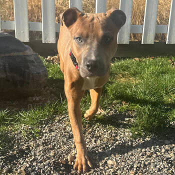 Rescue American Staffordshire Terrier Dogs for Adoption in Los Angeles, California - Sage | PetCurious