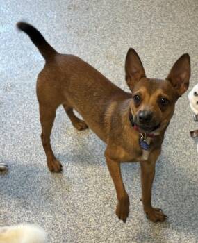 Banjo -  Miniature Pinscher and Chihuahua Dog for Adoption in Bartlesville, Oklahoma - Banjo | PetCurious