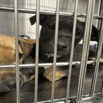 American Staffordshire Terrier Dogs Available for Adoption in Indianapolis, Indiana - Lilliana | PetCurious