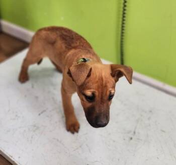 Australian Shepherd Dogs Available for Adoption - Reba | PetCurious