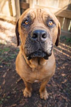 Boerboel Dogs Available for Adoption - Mr T | PetCurious