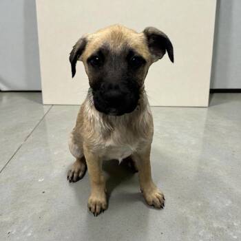 Shepherd Dogs Available for Adoption - Lucy | PetCurious