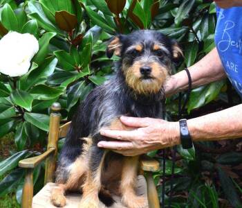 Tink -  Chihuahua and Yorkshire Terrier Dog for Adoption in Willingboro, New Jersey - Tink | PetCurious