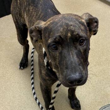 Rescue Terrier and Mixed Breed Dogs for Adoption in Corpus Christi, Texas - Nibbles | PetCurious