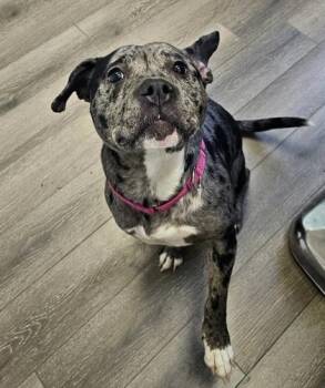 Pit Bull Terrier Dogs Available for Adoption - Freya | PetCurious