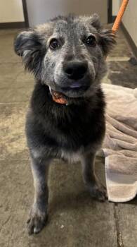 OKI -  German Shepherd Dog and Siberian Husky Dog for Adoption in Ontario, California - OKI | PetCurious