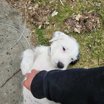 Labrador Retriever and Poodle Dogs Available for Adoption in Tomah, Wisconsin - Monroe | PetCurious