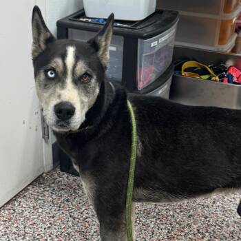 Wiley -  Mixed Breed and Husky Dog for Adoption in Salt Lake City, Utah - Wiley | PetCurious
