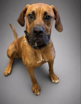 Bodie -  Redbone Coonhound and Boxer Dog for Adoption in Washington, New Jersey - Bodie | PetCurious
