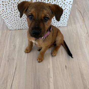 Dipper -  Pit Bull Terrier and Cattle Dog Dog for Adoption in Minneapolis, Minnesota - Dipper | PetCurious