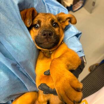 Chestnut -  Mixed Breed Dog for Adoption in Huntington, West Virginia - Chestnut | PetCurious