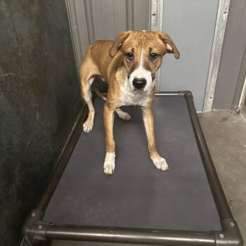 Chomper -  Hound Dog for Adoption in Grinnell, Iowa - Chomper | PetCurious