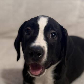 Cash (20260929-05) -  Labrador Retriever Dog for Adoption in Niagara Falls, Ontario - Cash (20260929-05) | PetCurious