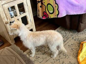 Poodle and Terrier Dogs Available for Adoption in Aurora, Colorado - Honey | PetCurious