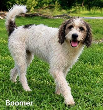 BOOMER -  Standard Poodle Dog for Adoption in Franklin, Tennessee - BOOMER | PetCurious
