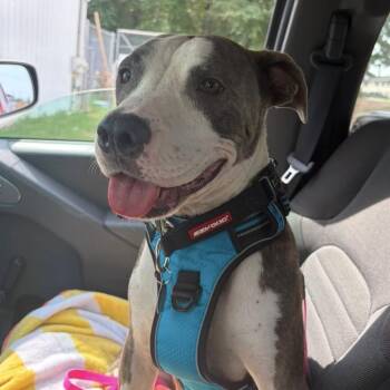 Nautica -  Pit Bull Terrier Dog for Adoption in Columbia, South Carolina - Nautica | PetCurious
