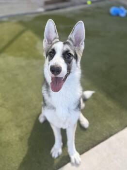 Misiu -  German Shepherd Dog and Husky Dog for Adoption in Boulder City, Nevada - Misiu | PetCurious
