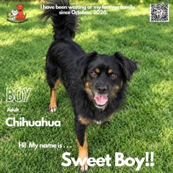 Sweet Boy -  Chihuahua Dog for Adoption in Westminster, California - Sweet Boy | PetCurious
