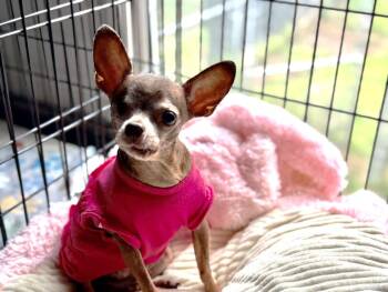 Maple -  Chihuahua Dog for Adoption in Canutillo, Texas - Maple | PetCurious