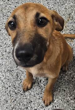 Rescue Shepherd Dogs for Adoption in Republic, Missouri - Wanda | PetCurious
