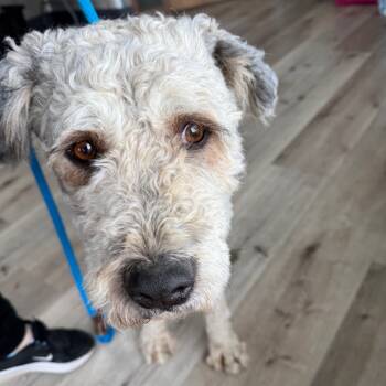 Rescue Mixed Breed Dogs for Adoption in Idaho Falls, Idaho - Hondo | PetCurious