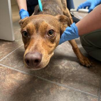 Chihuahua Dogs Available for Adoption in Ojai, California - Vegas | PetCurious