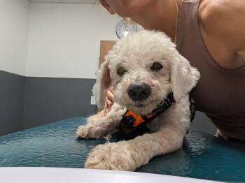 Owen -  Miniature Poodle Dog for Adoption in Laguna Beach, California - Owen | PetCurious