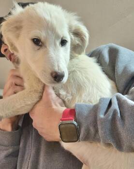 Komondor Dogs Available for Adoption - Gena | PetCurious